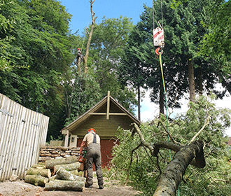 Tree Removal Gloucester